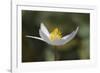 Bloodroot flower. The Parklands, Louisville, Kentucky-Adam Jones-Framed Photographic Print