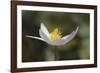 Bloodroot flower. The Parklands, Louisville, Kentucky-Adam Jones-Framed Photographic Print