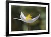 Bloodroot flower. The Parklands, Louisville, Kentucky-Adam Jones-Framed Photographic Print