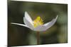 Bloodroot flower. The Parklands, Louisville, Kentucky-Adam Jones-Mounted Photographic Print