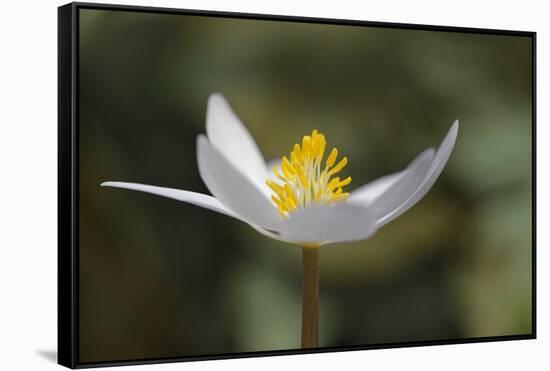 Bloodroot flower. The Parklands, Louisville, Kentucky-Adam Jones-Framed Stretched Canvas