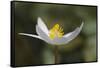 Bloodroot flower. The Parklands, Louisville, Kentucky-Adam Jones-Framed Stretched Canvas