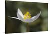 Bloodroot flower. The Parklands, Louisville, Kentucky-Adam Jones-Stretched Canvas