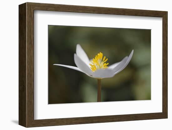 Bloodroot flower. The Parklands, Louisville, Kentucky-Adam Jones-Framed Photographic Print