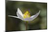 Bloodroot flower. The Parklands, Louisville, Kentucky-Adam Jones-Mounted Photographic Print