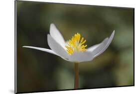 Bloodroot flower. The Parklands, Louisville, Kentucky-Adam Jones-Mounted Photographic Print