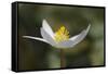 Bloodroot flower. The Parklands, Louisville, Kentucky-Adam Jones-Framed Stretched Canvas