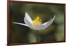 Bloodroot flower. The Parklands, Louisville, Kentucky-Adam Jones-Framed Photographic Print