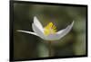 Bloodroot flower. The Parklands, Louisville, Kentucky-Adam Jones-Framed Photographic Print