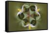 Bloodroot flower. The Parklands, Louisville, Kentucky-Adam Jones-Framed Stretched Canvas