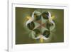 Bloodroot flower. The Parklands, Louisville, Kentucky-Adam Jones-Framed Photographic Print