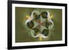 Bloodroot flower. The Parklands, Louisville, Kentucky-Adam Jones-Framed Photographic Print