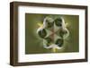 Bloodroot flower. The Parklands, Louisville, Kentucky-Adam Jones-Framed Photographic Print