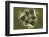 Bloodroot flower. The Parklands, Louisville, Kentucky-Adam Jones-Framed Photographic Print