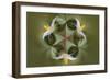 Bloodroot flower. The Parklands, Louisville, Kentucky-Adam Jones-Framed Photographic Print