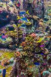 Aquarium Tropical Fish on A Coral Reef-bloodua-Photographic Print