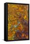 Bloody Basin Agate, AZ-Darrell Gulin-Framed Stretched Canvas