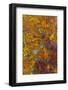 Bloody Basin Agate, AZ-Darrell Gulin-Framed Photographic Print