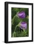 Bloody Cranesbill (Geranium Sanguineum) Flowers Covered in Dew, Bosnia and Herzegovina-della Ferrera-Framed Photographic Print