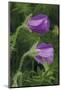 Bloody Cranesbill (Geranium Sanguineum) Flowers Covered in Dew, Bosnia and Herzegovina-della Ferrera-Mounted Photographic Print