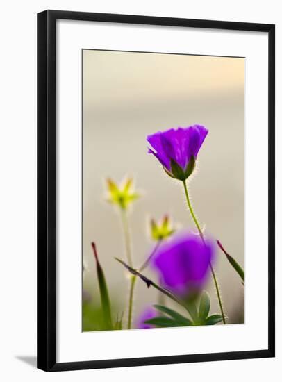 Bloody Cranesbill, Summer-null-Framed Photographic Print