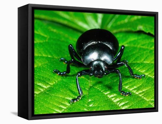 Bloody-Nosed Leaf Beetle-null-Framed Stretched Canvas
