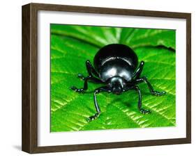 Bloody-Nosed Leaf Beetle-null-Framed Photographic Print