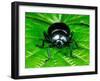 Bloody-Nosed Leaf Beetle-null-Framed Photographic Print