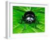 Bloody-Nosed Leaf Beetle-null-Framed Photographic Print