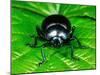 Bloody-Nosed Leaf Beetle-null-Mounted Photographic Print