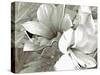 Bloom I-Yanni Theodorou-Stretched Canvas