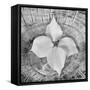 Bloom I-Kathy Mahan-Framed Stretched Canvas