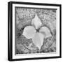 Bloom I-Kathy Mahan-Framed Photographic Print