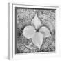 Bloom I-Kathy Mahan-Framed Photographic Print