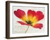 Bloom I-Amy Melious-Framed Art Print