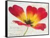 Bloom I-Amy Melious-Framed Stretched Canvas
