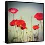 Bloom I-Amy Melious-Framed Stretched Canvas