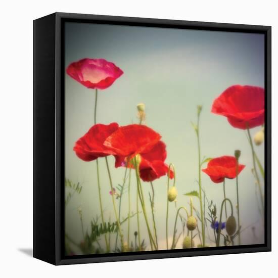 Bloom I-Amy Melious-Framed Stretched Canvas