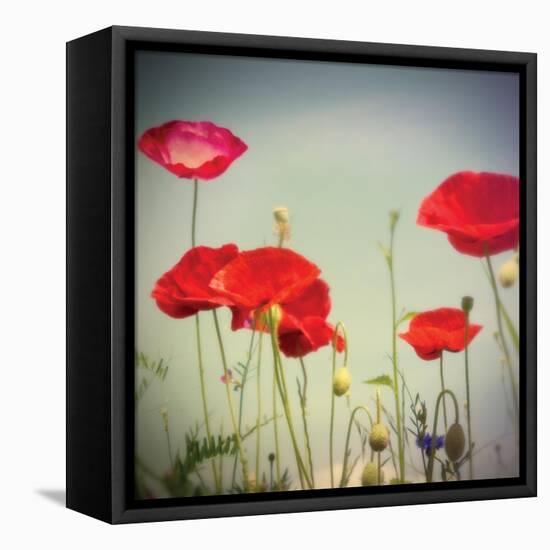 Bloom I-Amy Melious-Framed Stretched Canvas