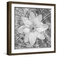 Bloom II-Kathy Mahan-Framed Photographic Print