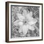 Bloom II-Kathy Mahan-Framed Photographic Print