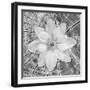 Bloom II-Kathy Mahan-Framed Photographic Print