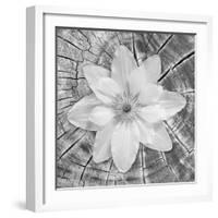 Bloom II-Kathy Mahan-Framed Photographic Print