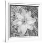 Bloom II-Kathy Mahan-Framed Photographic Print