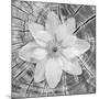 Bloom II-Kathy Mahan-Mounted Photographic Print