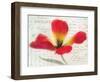 Bloom II-Amy Melious-Framed Art Print