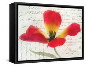 Bloom II-Amy Melious-Framed Stretched Canvas