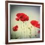 Bloom II-Amy Melious-Framed Premium Giclee Print