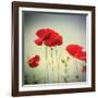 Bloom II-Amy Melious-Framed Art Print