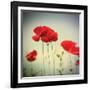 Bloom II-Amy Melious-Framed Art Print